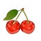 Cherry isolated on a white background. Hand drawn color line art. Retro design.