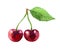 Cherry isolated on white background, watercolor illustration