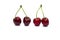 Cherry isolated on white with clipping path. Four cherries with stems. Ripe cherry isolated. Sherry berry fruit isolated