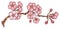 Cherry or japan sakura branch