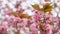 Cherry kanzan or pink sekiyama sakura full bloom