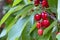 Cherry with leaf and stalk. Cherries with leaves and stalks