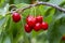 Cherry with leaf and stalk. Cherries with leaves and stalks