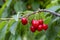 Cherry with leaf and stalk. Cherries with leaves and stalks