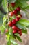 Cherry with leaf and stalk. Cherries with leaves and stalks