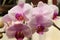 Cherry look orchid