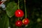 The cherry from Novaci Romania 13