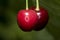 The cherry from Novaci Romania 2