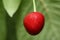 The cherry from Novaci Romania 2