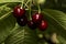 The cherry from Novaci Romania 4