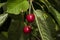 The cherry from Novaci Romania 6