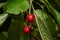 The cherry from Novaci Romania 7