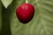 The cherry from Novaci Romania 9