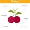 Cherry nutrient of facts and health benefits, info graphic fruit