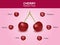 Cherry nutrition facts, cherry fruit with information, cherry vector