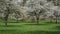 Cherry orchard bloom meadow wide 180 degrees