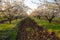 Cherry orchard blooms in spring