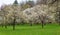 Cherry orchard park sakura trees in bloom spring panorama