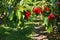 Cherry orchard with ripe Stella cherries hanging on tree branch