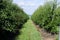 The Cherry Orchard. Rows of Cherry Trees in summer.