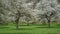 Cherry orchard sakura trees in bloom