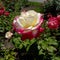 Cherry Parfait Rosa Flower 03
