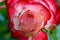 Cherry Parfait Rose Closeup 03