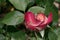 Cherry Parfait Rose Flower Bud