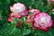 Cherry Parfait Rose Flower Bunch