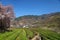 Cherry petal blizzard in Hwagae tea fields, Korea