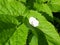 Cherry petal on green plant