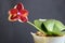 Cherry Phalaenopsis Orchid Flower Sun Dragon Snake Scale Potted with Green Leaves, March 2021