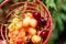 Cherry picking at Odem, Israel