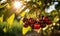 Cherry picking season a branch heavy with plump cherries Creating using generative AI tools