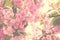 Cherry pink blossoms close up; blooming pink cherry tree with sunshine coming through branches; Spring floral background