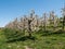 Cherry Plantation in Full Bloom on the Scharten Cherry Blossom Hiking Trail