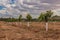 Cherry plantation small trees extensive agriculture