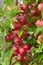 Cherry-plum