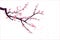 Cherry or plum blossom pattern