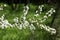 Cherry plum blossoms blooming in a spring garden against the background of green grass, background, backdrop