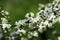 Cherry plum blossoms blooming in a spring garden against the background of green grass, background, backdrop