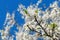 Cherry plum branch with abundant white flowers, flowering trees