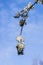 Cherry plum branch strewn with white flowers against a blue sky