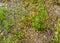 Cherry plum from the branches to the ground in the garden