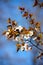 Cherry plum flowers