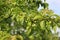 Cherry plum fruits ripen on tree branches in early summer