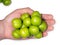 Cherry plum fruits on a white background. Tkemali sauce ingredient. Green plums in hand