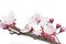 Cherry Plum or Myrobalan Blossoms