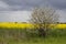 cherry plum near the canola field (Prunus cerasifera)