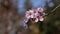 Cherry plum or Prunus cerasifera branch with pink flowers in spring bloom. Spring Flowers. Flowering in the garden trees